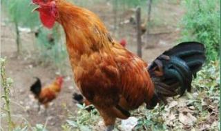 野鸡母鸡怎么叫